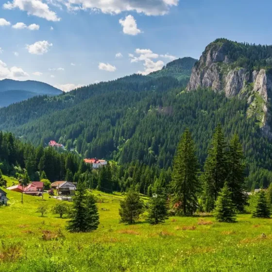 Hzs04137